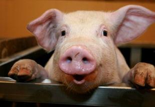 娱乐吃瓜酱猪,揭秘娱乐圈背后的那些事儿